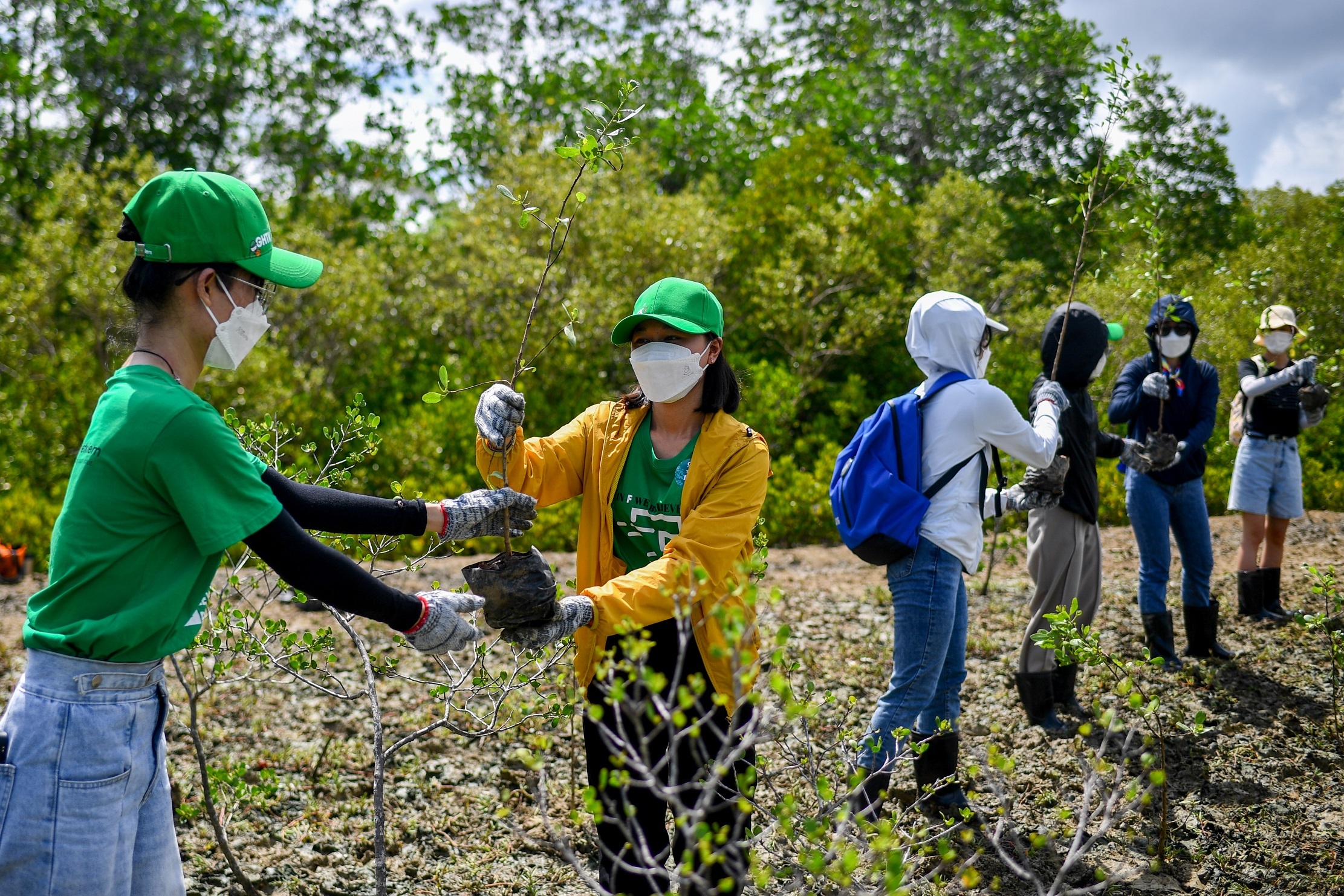 Gop suc nho,  xay rung lon anh 3