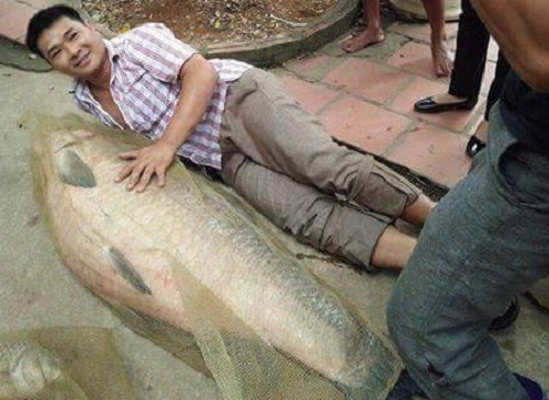 Bat duoc ca tram hon nua ta o ho Nui Coc hinh anh