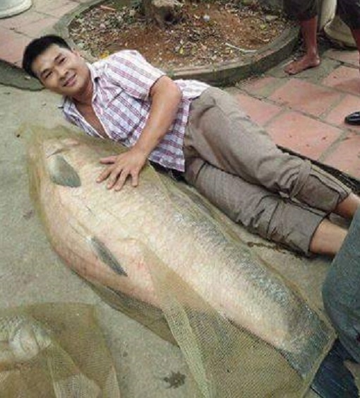 ca tram khung ho Nui Coc anh 1