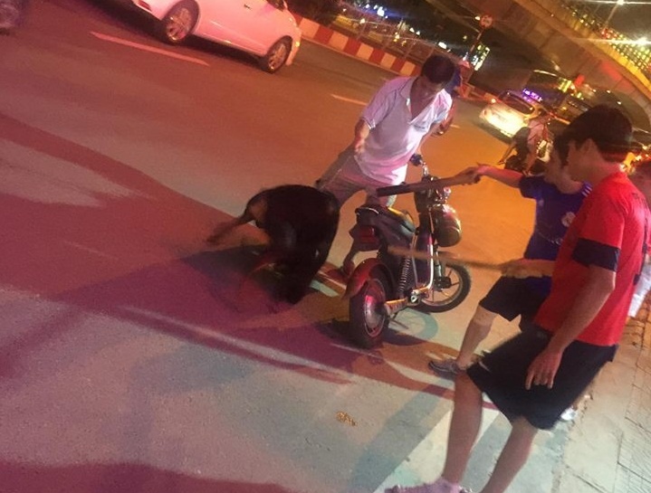 Cho Doberman bi dam, chu quy lay bac si xin cuu hinh anh