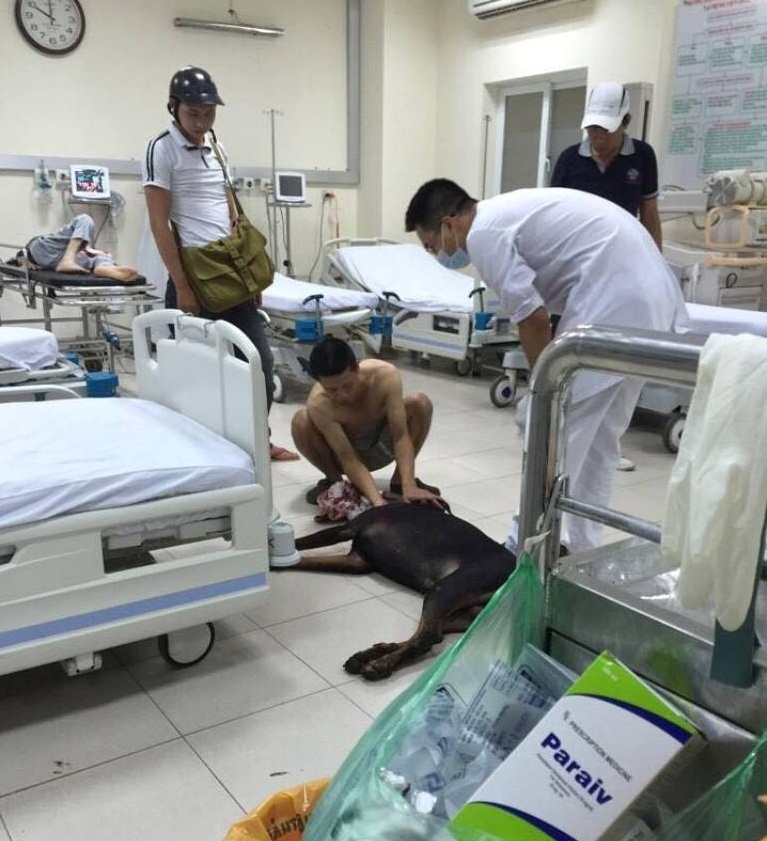 dam dao cho Doberman anh 1