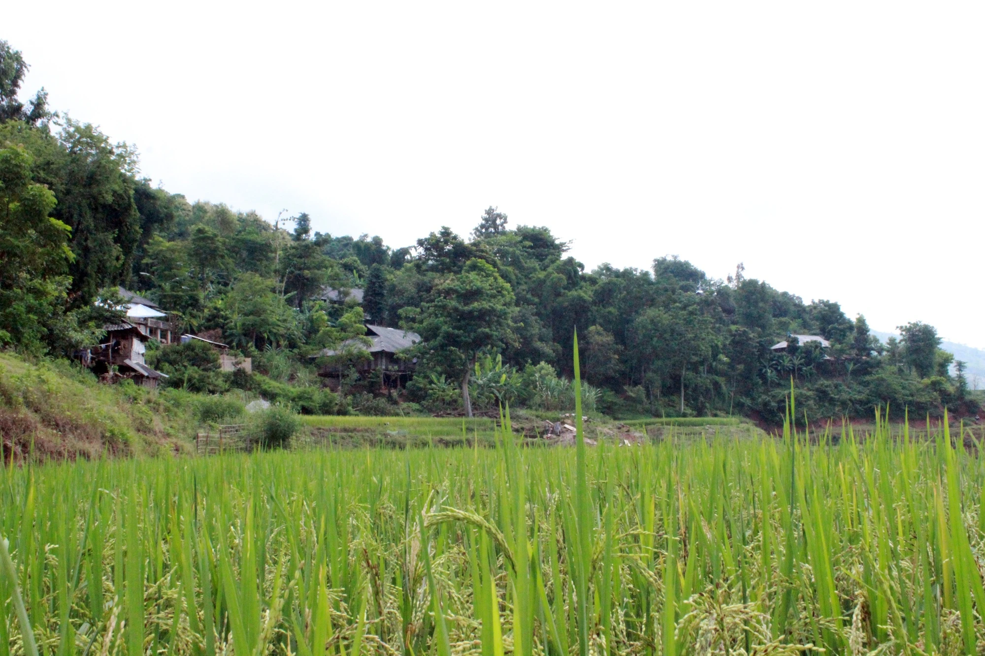 cho xac bang xe may o Son La anh 10