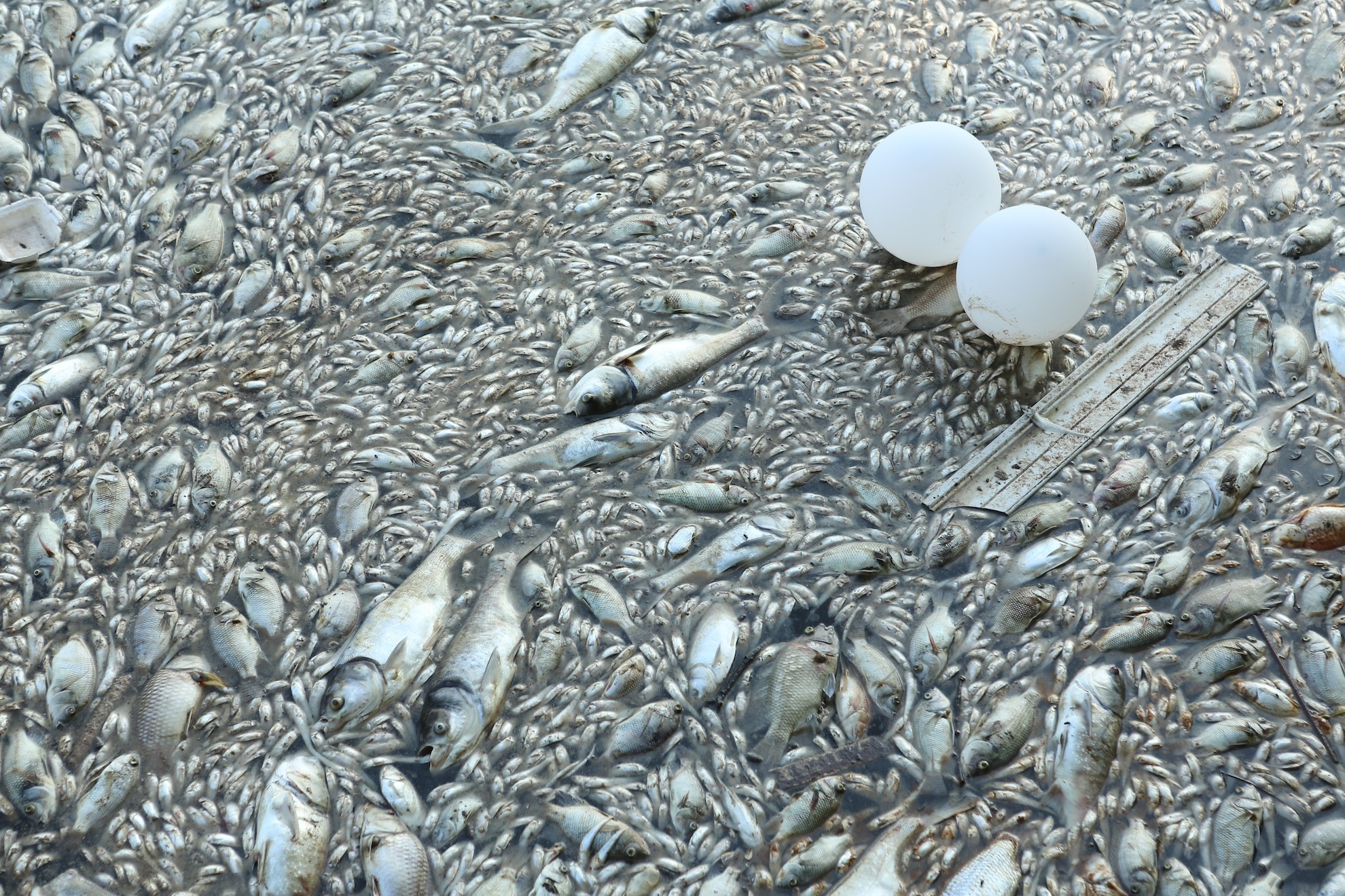 ca chet trang ho Tay anh 2