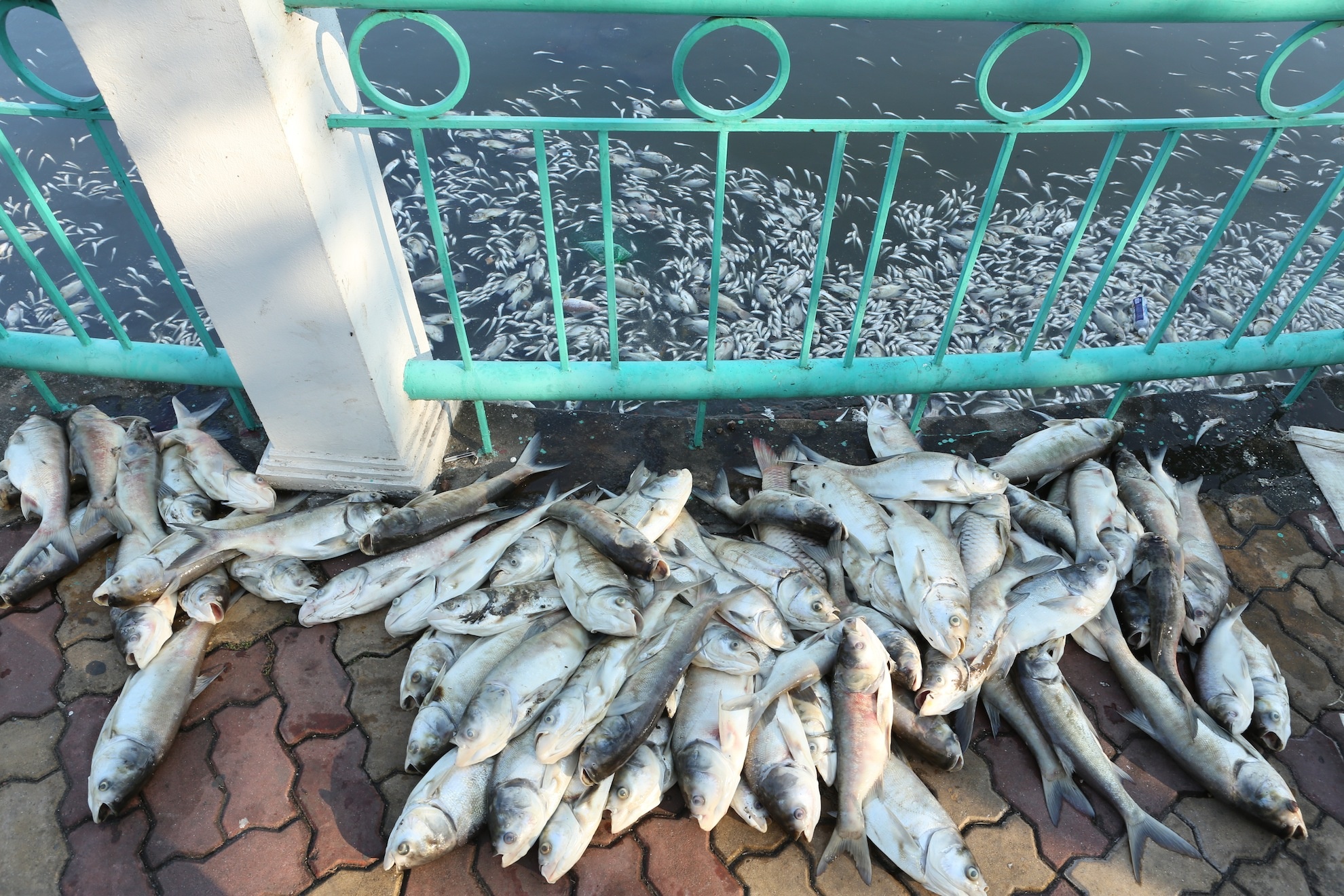 Toan bo nuoc mat cua ho Tay khong co oxy hinh anh