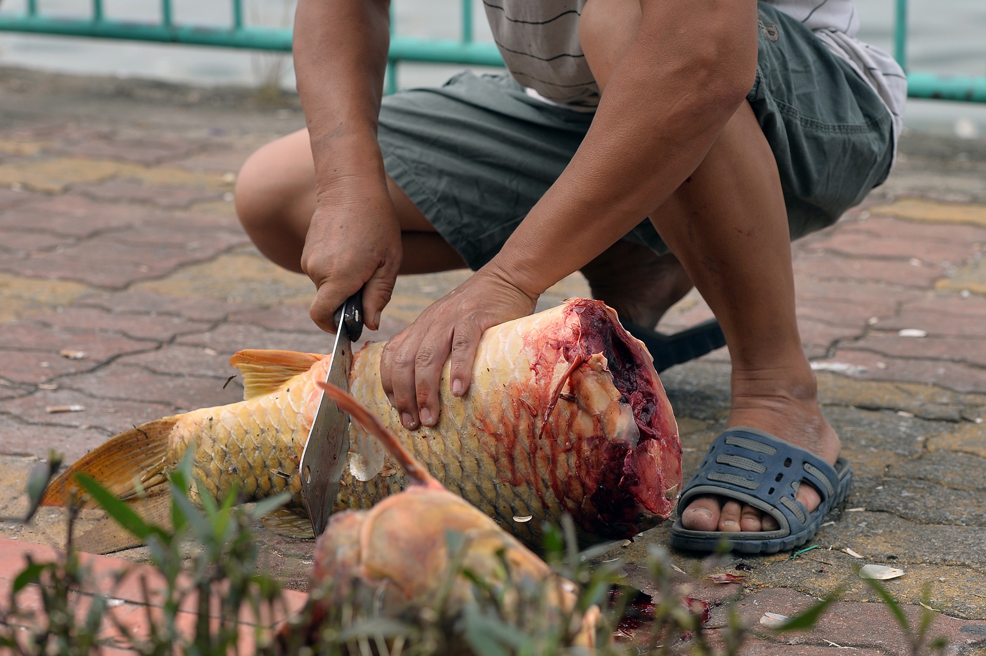 ca chet trang ho Tay anh 1