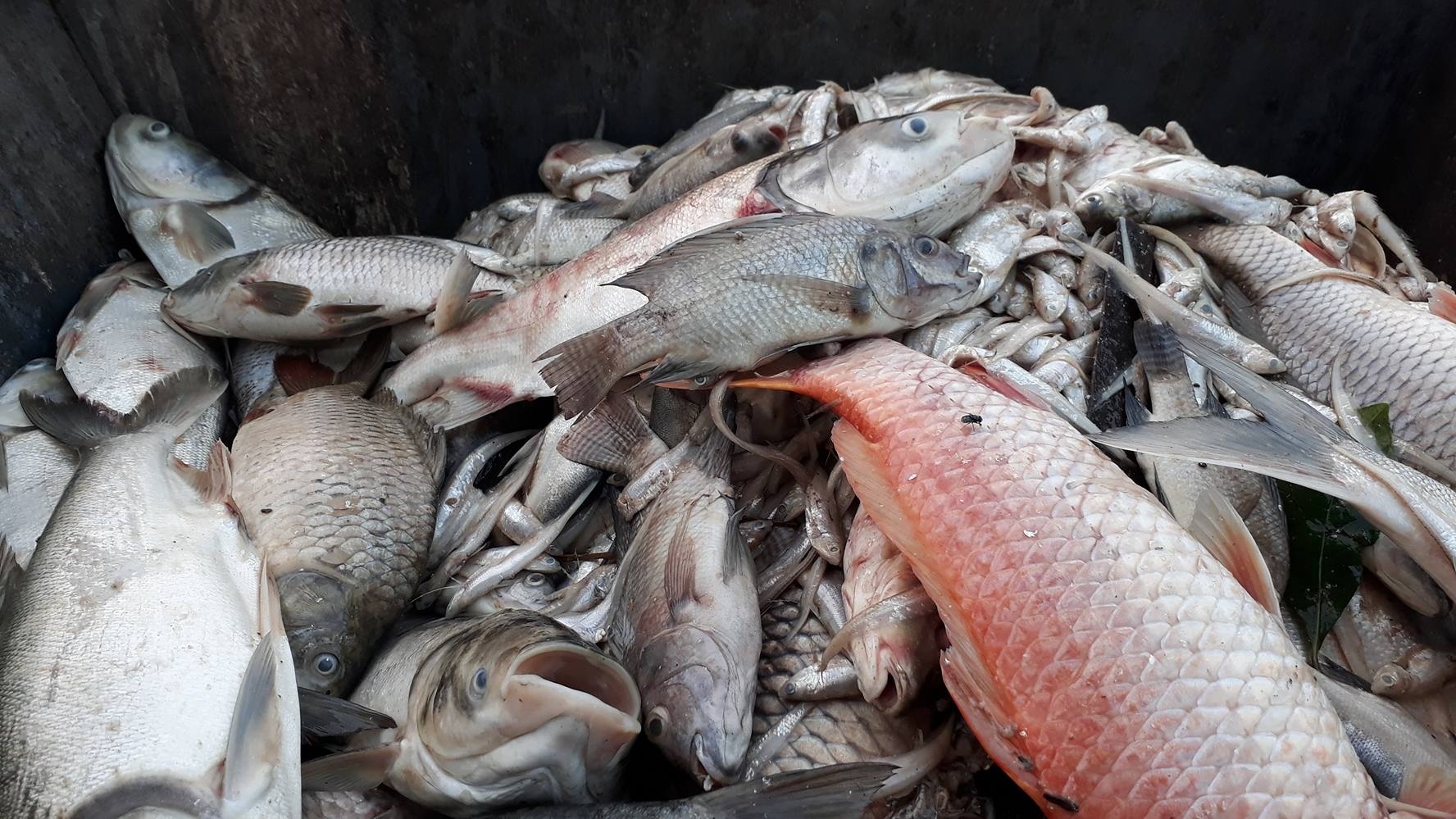 Ca chet trang ho Tay la hien tuong chua tung xay ra hinh anh