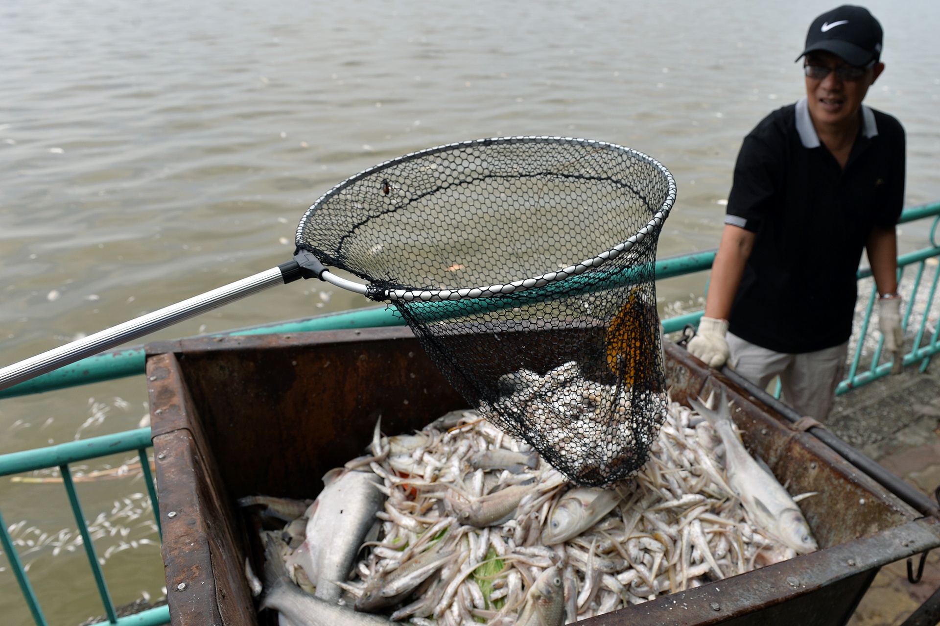 ca chet o ho Tay anh 1