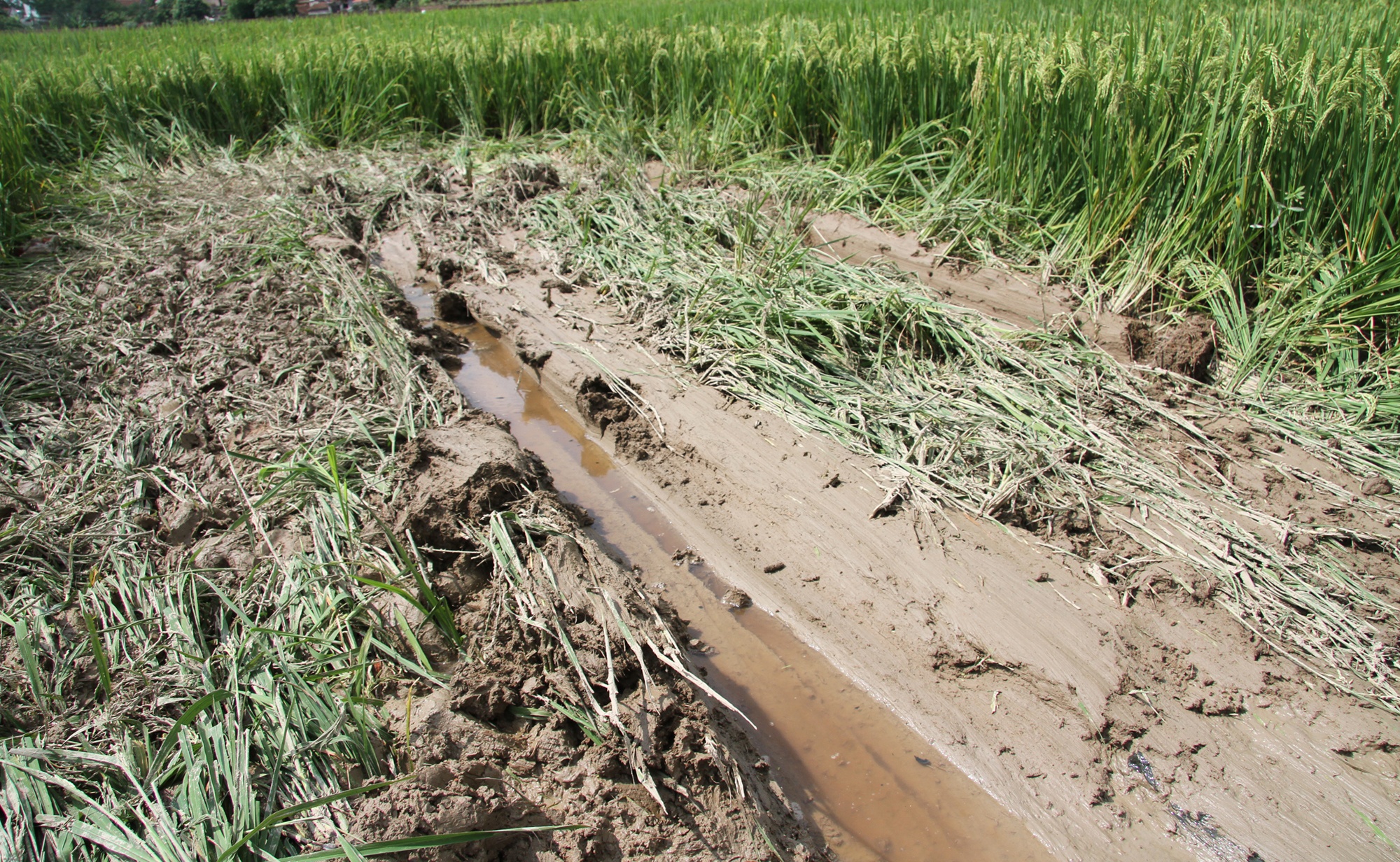 Camry dam chet 3 hoc sinh anh 8