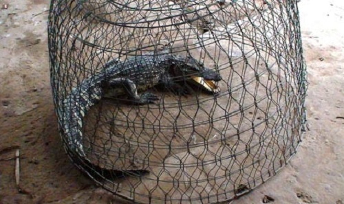 Dan bat duoc ca sau 30 kg tren song hinh anh