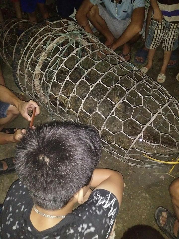 Bắt cá sấu ở Hà Nội ảnh 1 Bat ca sau o Ha Noi anh 1