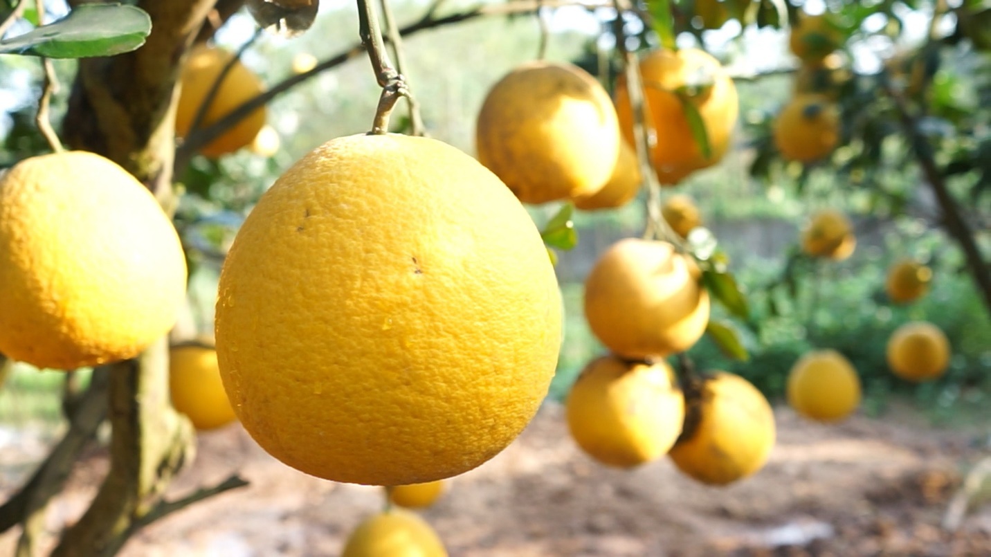 Buoi Dien mat gia, nguoi trong van thu lai cao sat Tet hinh anh