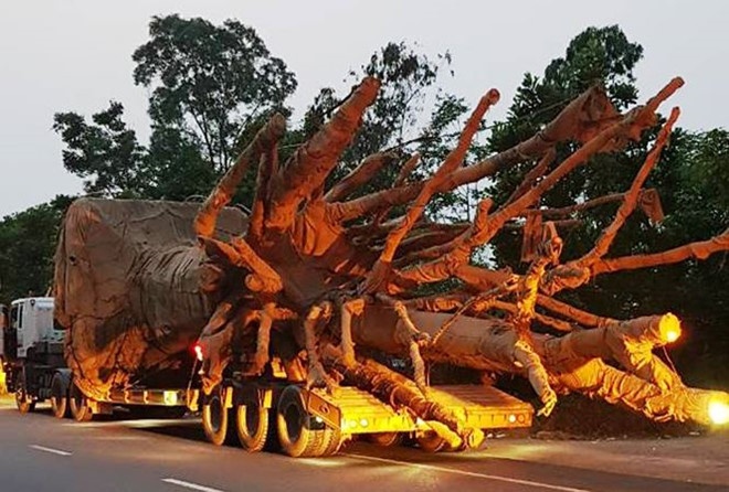 Chua co co so khang dinh CSGT 19 tinh 'bao ke' xe cho cay khong lo hinh anh