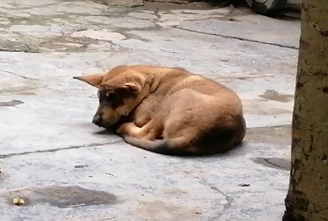 Dan cho can chet be 7 tuoi tung tan cong nhieu nguoi hinh anh