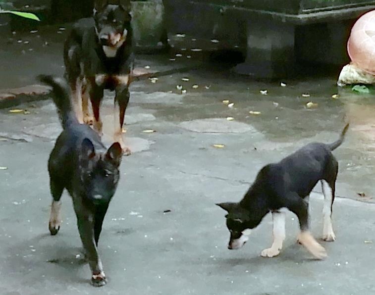 'Dan cho hung du nhu cho soi, can chau be mac nguoi can ngan' hinh anh