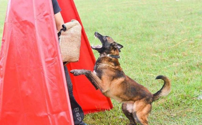 Chó cắn chết người ảnh 2 Cho can chet nguoi anh 2