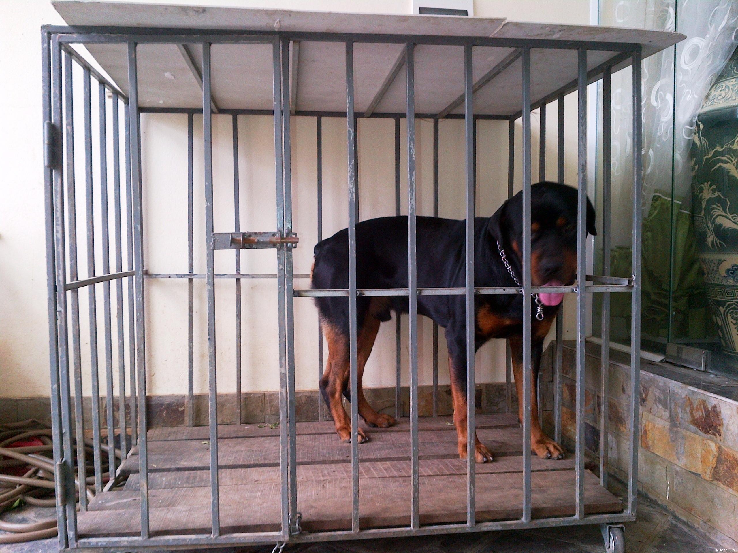 Chó cắn chết người ảnh 6 Cho can chet nguoi anh 6