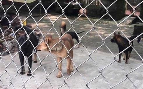 Khoi to vu be trai 7 tuoi bi dan cho tha rong can chet hinh anh