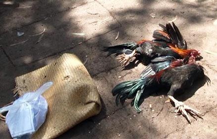 Xu ly ra sao nhom thanh, thieu nien cuop 8 con ga? hinh anh