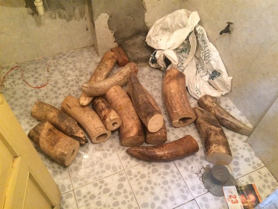 Công an bắt ngà voi ảnh 1 Cong an bat nga voi anh 1
