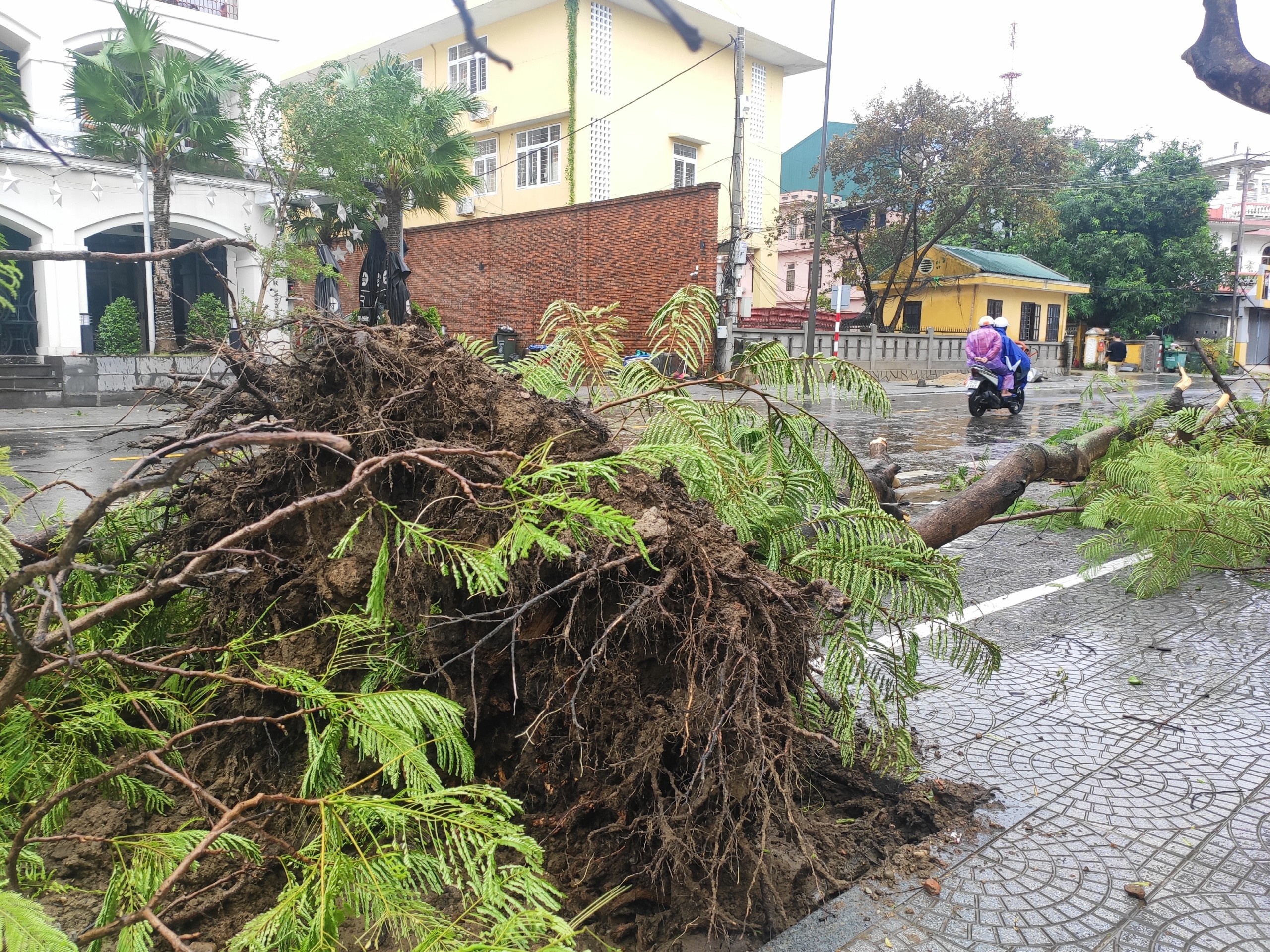 Bao so 13 do bo anh 5