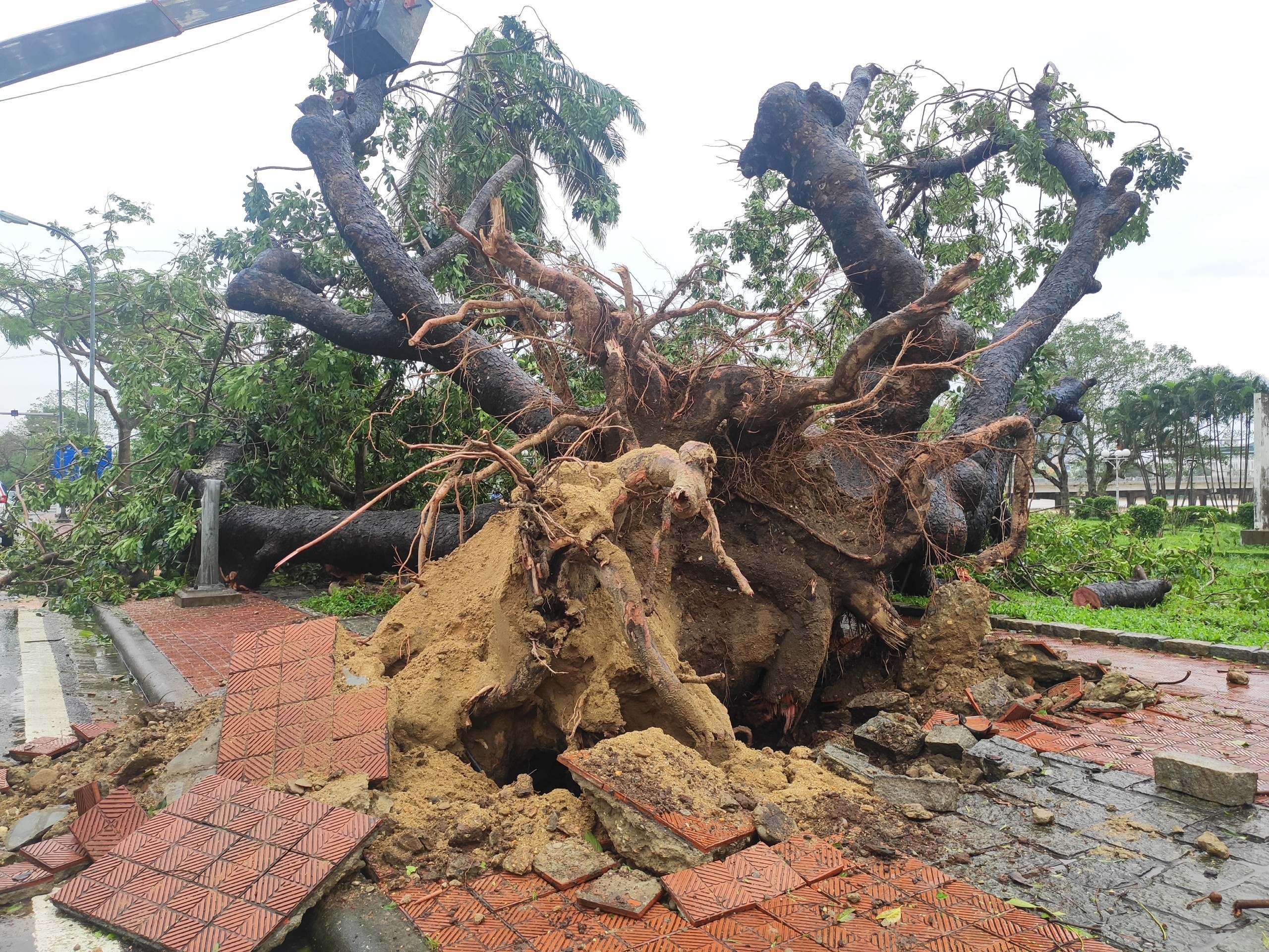 Bao so 13 do bo anh 4