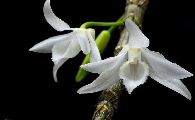 Nhom lua ban lan dot bien chiem doat hon 1 ty dong hinh anh