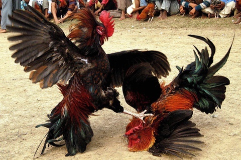 Cong an dot kich soi ga, 50 nguoi thao chay hinh anh