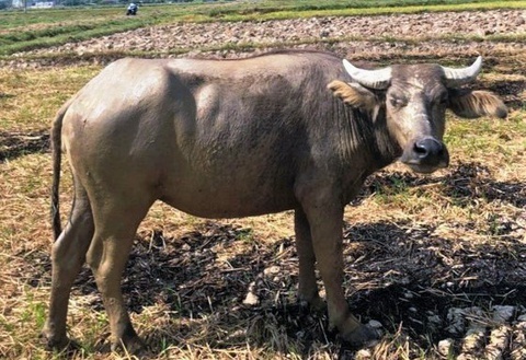 Bat nghi pham trom trau, xe thit giua dong hinh anh