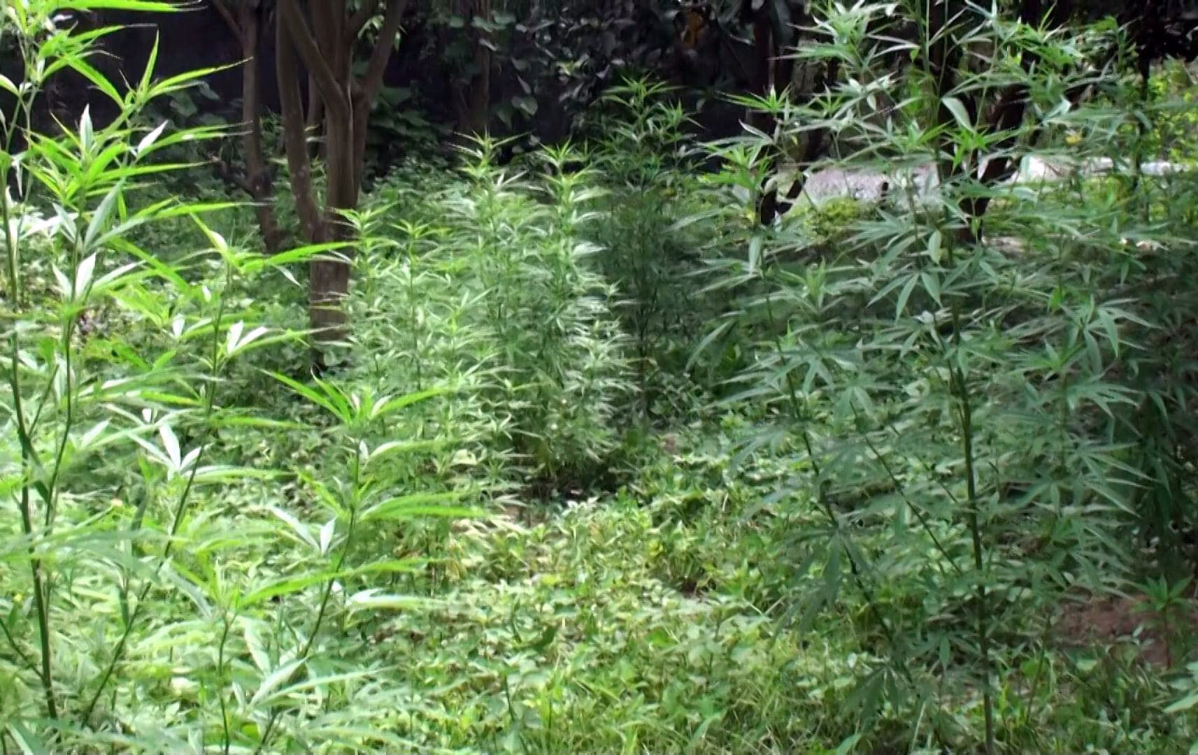 Trong cay can sa anh 3