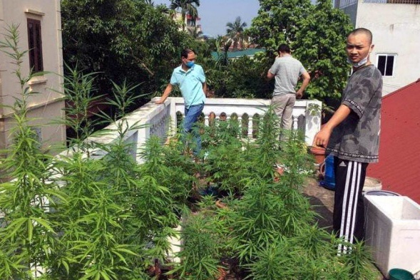 Trong cay can sa anh 1