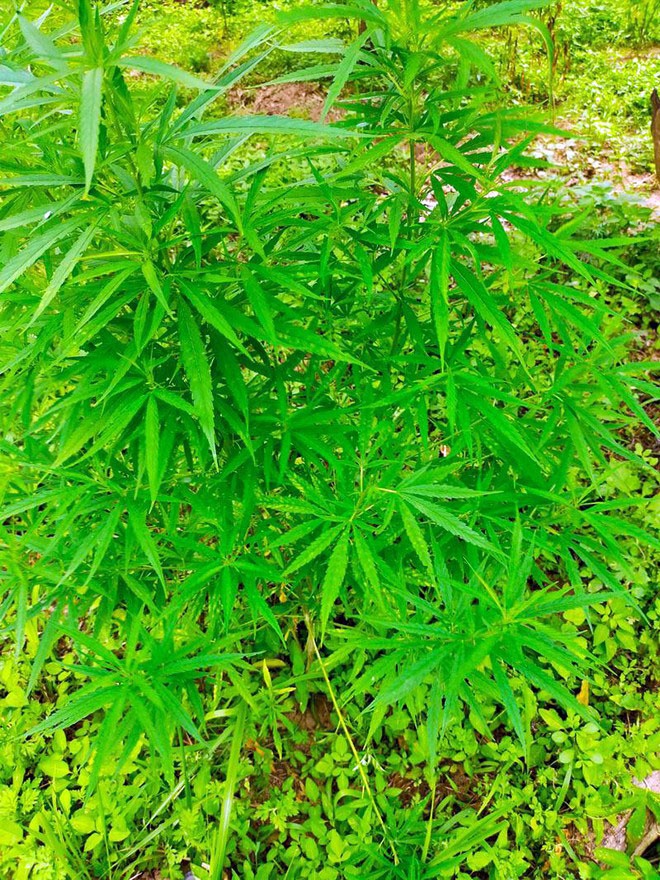 Trong cay can sa anh 1