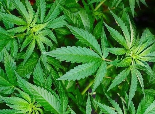 Loi khai cua doanh nhan trong 115 cay can sa o bai song Hong hinh anh