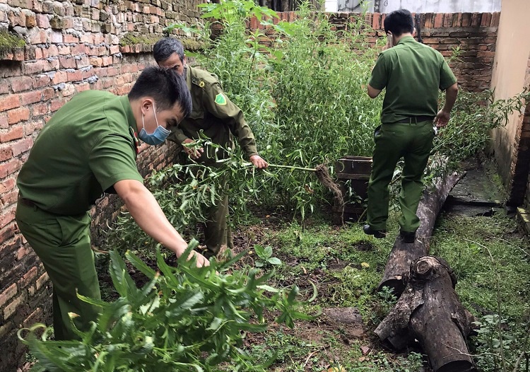Trồng cây cần sa ảnh 1 Trong cay can sa anh 1