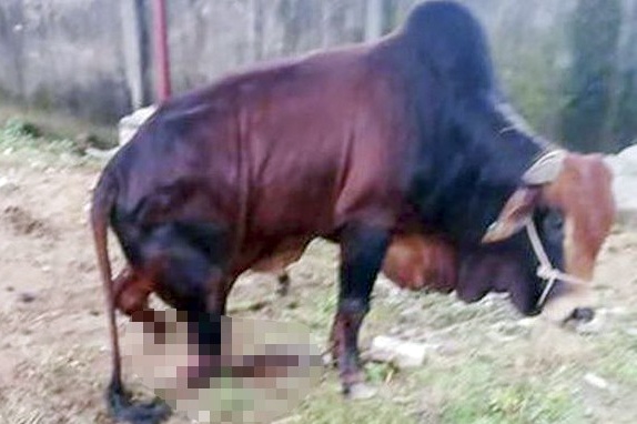 Co the khoi to vu 5 con bo bi chat dut chan hinh anh