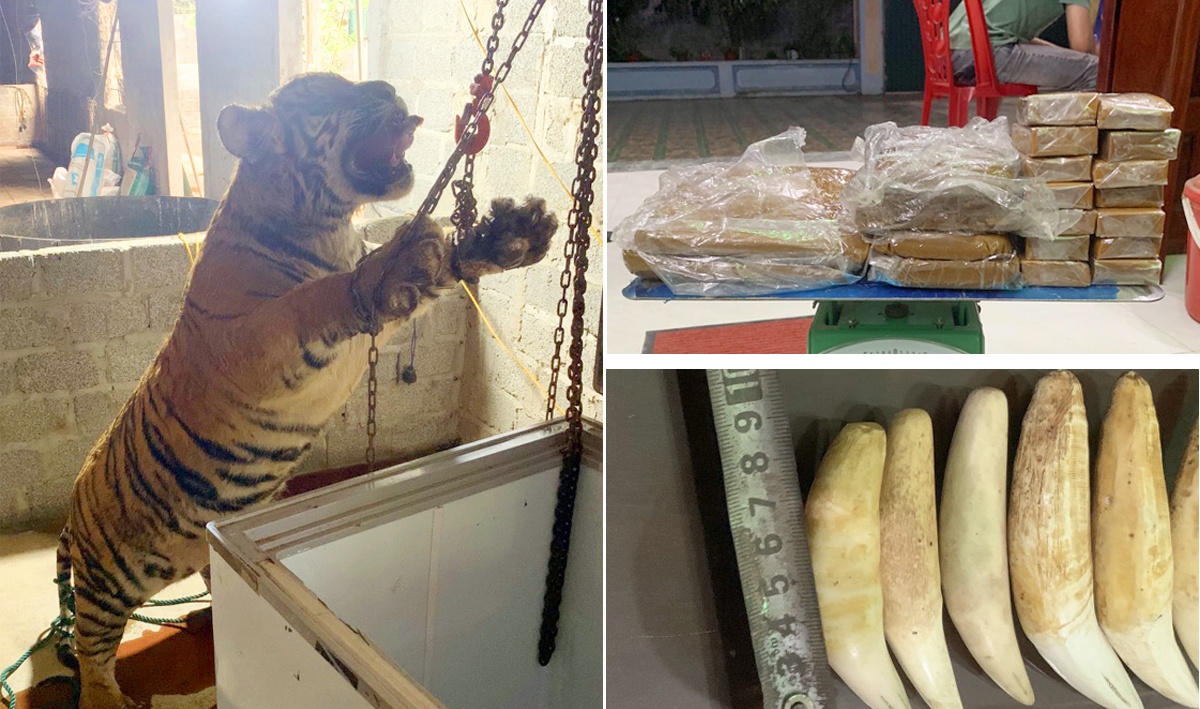 Nuoi nhot ho nau cao anh 1