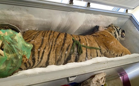 Bat giu cap vo chong mua ho nang 145 kg de nau cao hinh anh