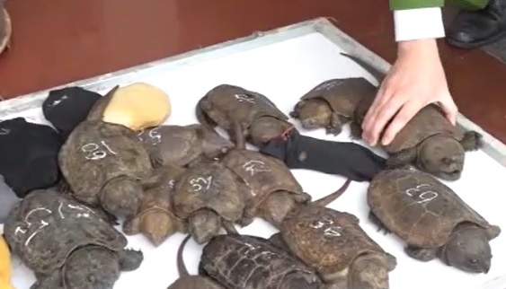 Nguoi dan ong van chuyen 75 con rua quy hiem hinh anh