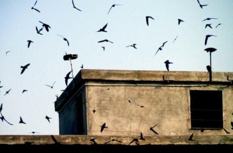 Duc tuong de trom to yen hinh anh