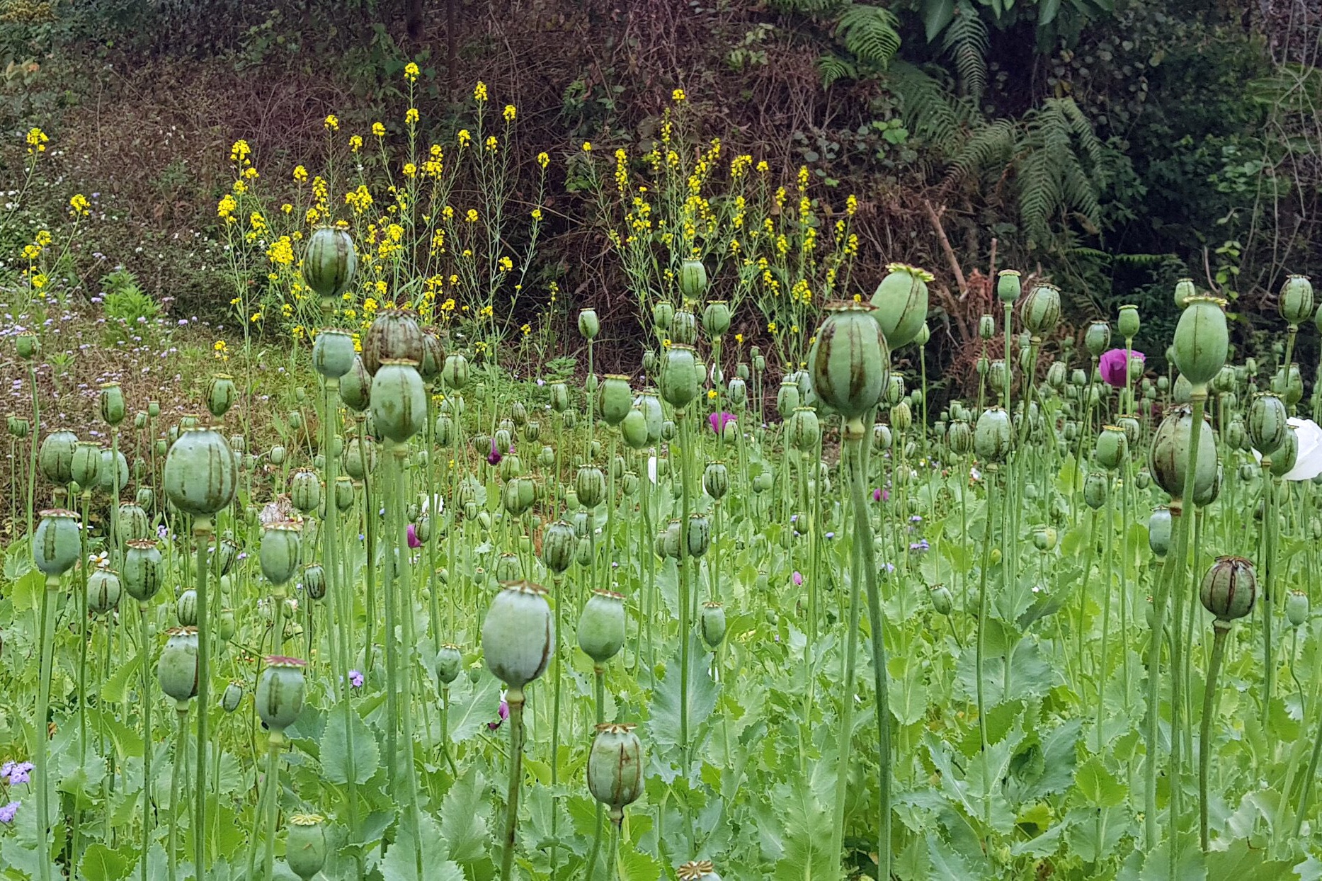 Trong hon 2.000 cay thuoc phien chua benh cho vat nuoi hinh anh