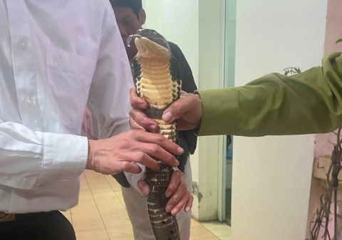 Nguoi dan ong vuong lao ly vi mua ban ran ho chua hinh anh