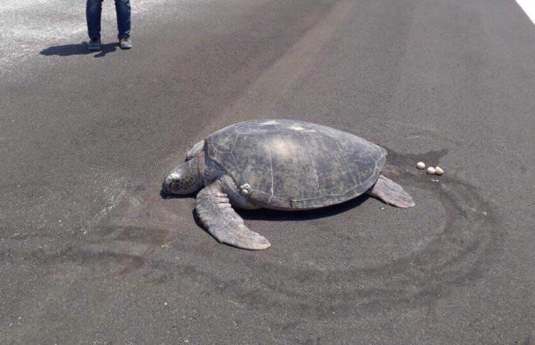 Rua hiem tro lai 'chon xua' de trung, noi day da thanh mot duong bang hinh anh