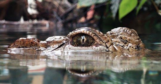 Chang trai mat tich o song, ca sau ngoi len cung chiec chan nan nhan hinh anh