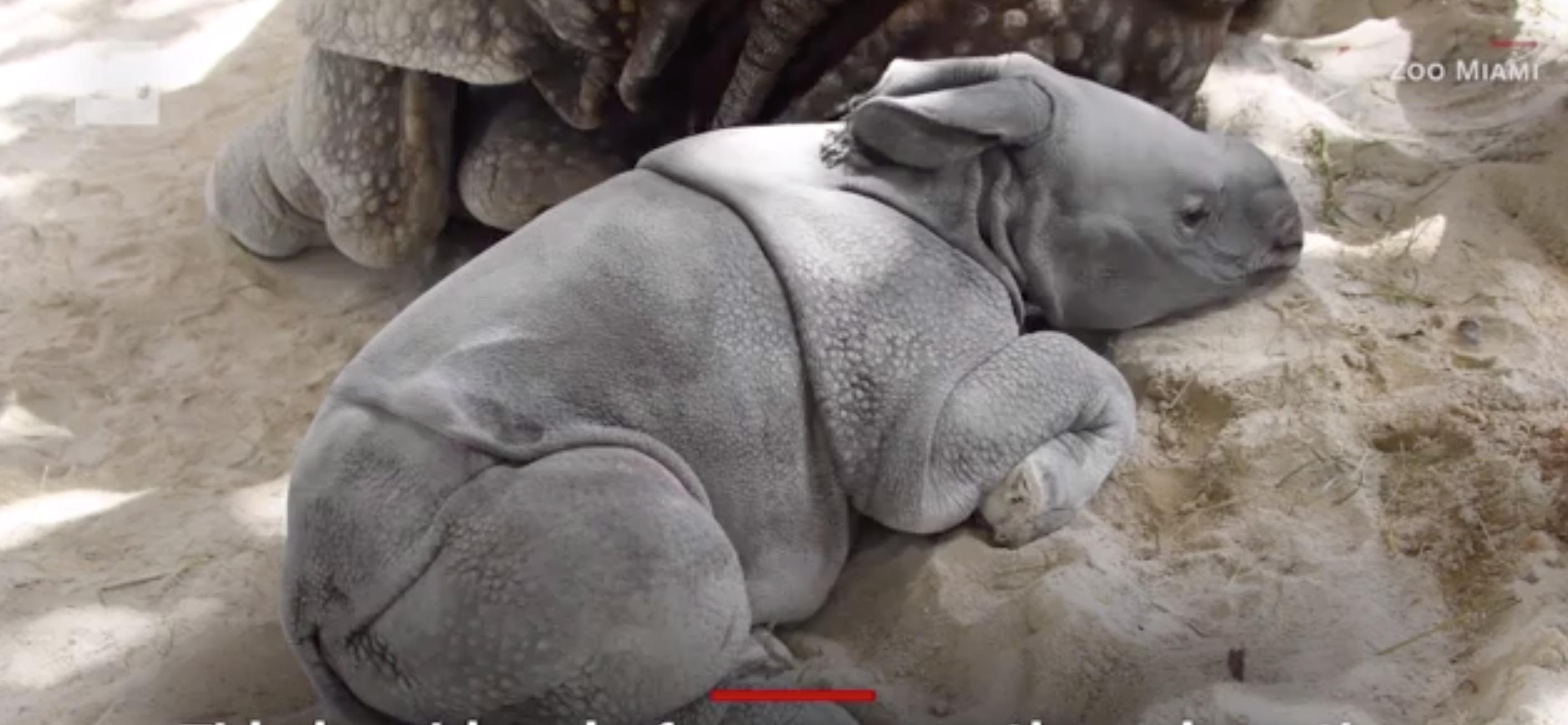 Te giac chao doi bang phuong phap thu tinh nhan tao dau tien o My hinh anh