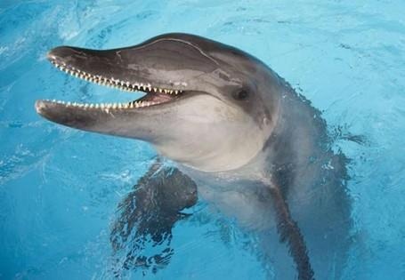 Ca heo con mac can o Florida chua day rac thai nhua trong bung hinh anh