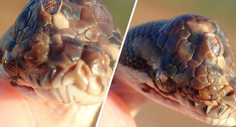 rắn 3 mắt ảnh 1 ran 3 mat anh 1