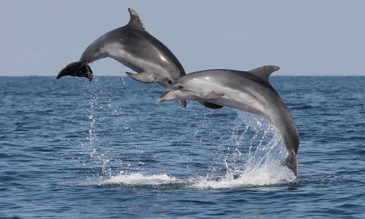 hai quan My huan luyen ca heo anh 1