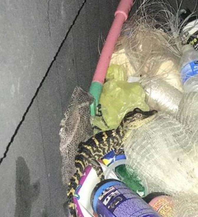 giấu cá sấu vào người ảnh 1 giau ca sau vao nguoi anh 1