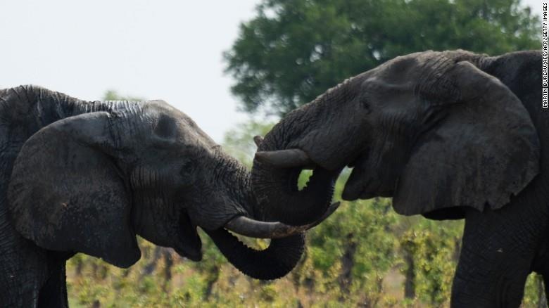 Zimbabwe 'hot bac' 2,7 trieu USD tu ban voi cho Trung Quoc, Dubai hinh anh