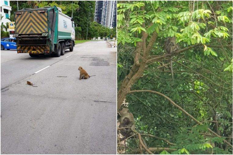 khỉ con bị thương ảnh 1 khi con bi thuong anh 1