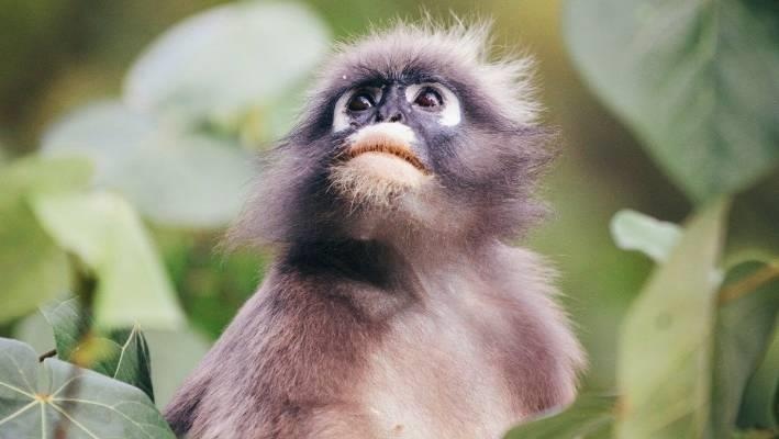 Khi con bi thuong giua duong, nguoi Singapore chuyen lan xe de giup do hinh anh